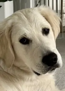 Indy the Dog